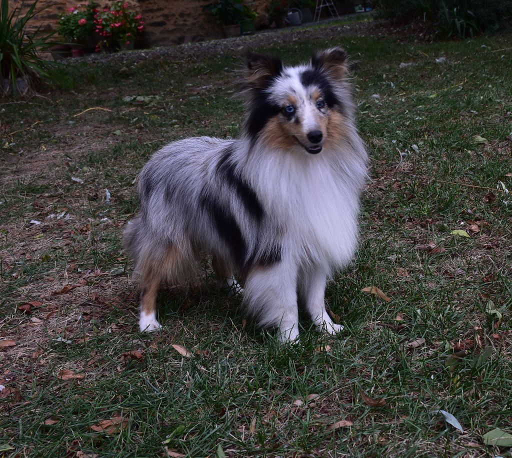 Une chipie bleue De la combe berail