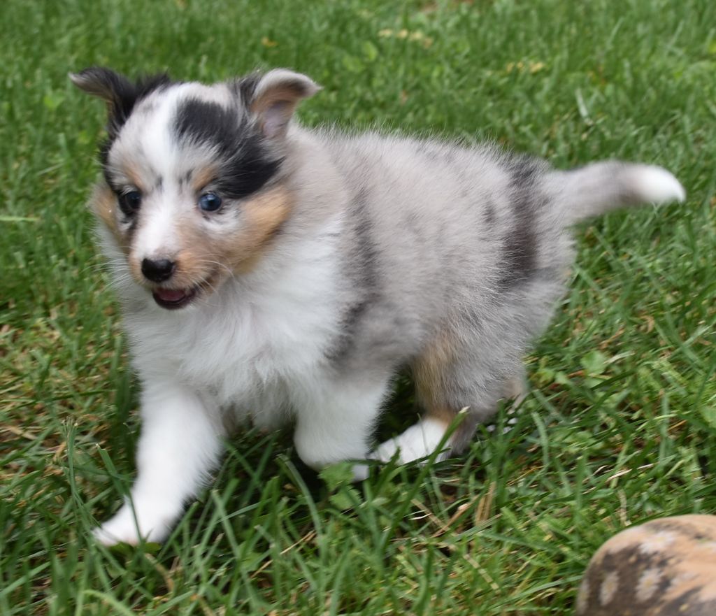 Une chipie bleue De la combe berail