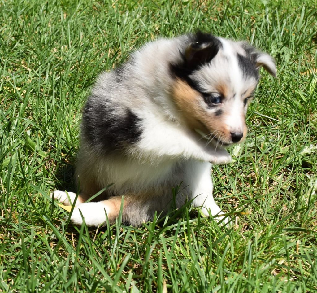 Une chipie bleue De la combe berail