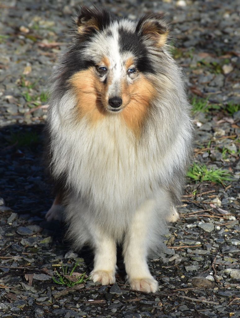 Une chipie bleue De la combe berail