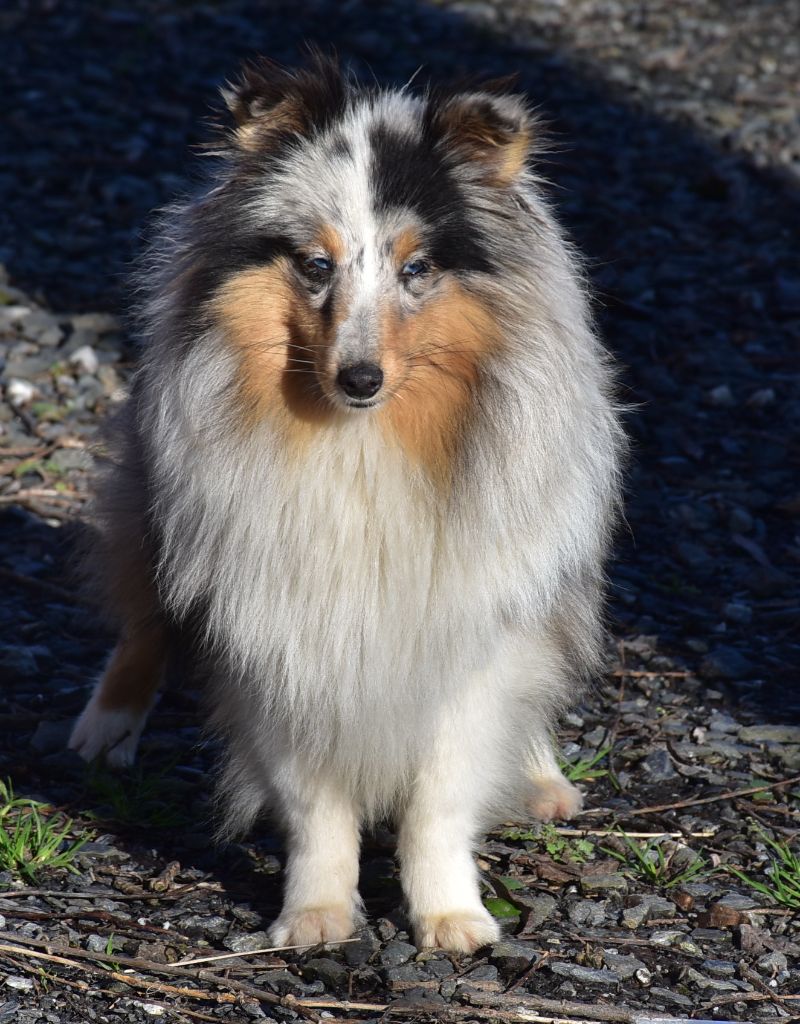 Une chipie bleue De la combe berail