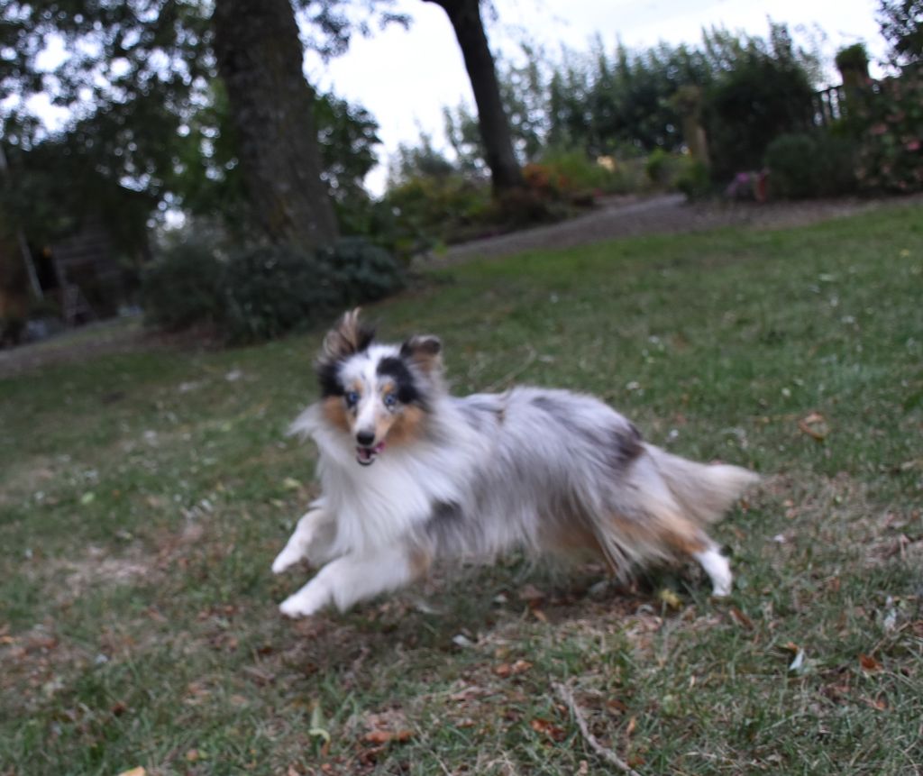 Une chipie bleue De la combe berail