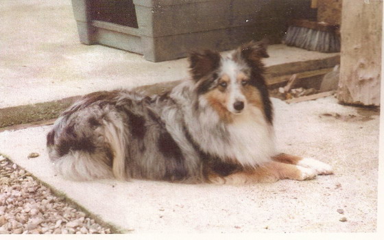 Merveille bleue De la combe berail