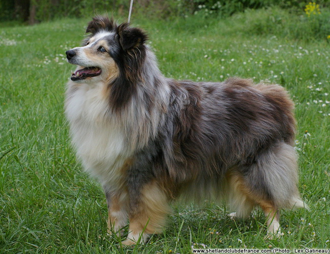 Merveille bleue De la combe berail