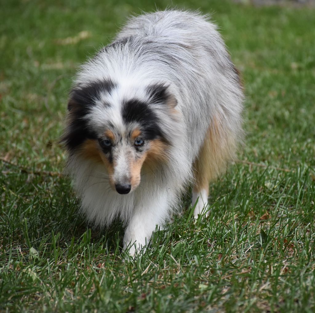 Une chipie bleue De la combe berail