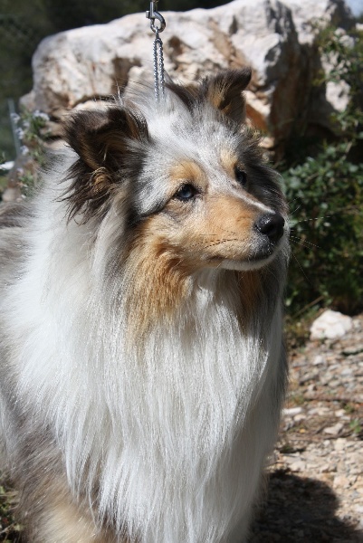 Cheyenne bleue De la combe berail