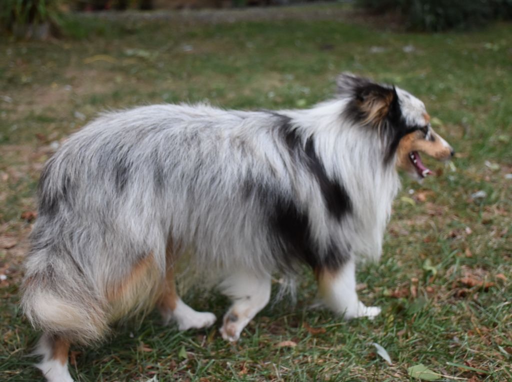 Une chipie bleue De la combe berail