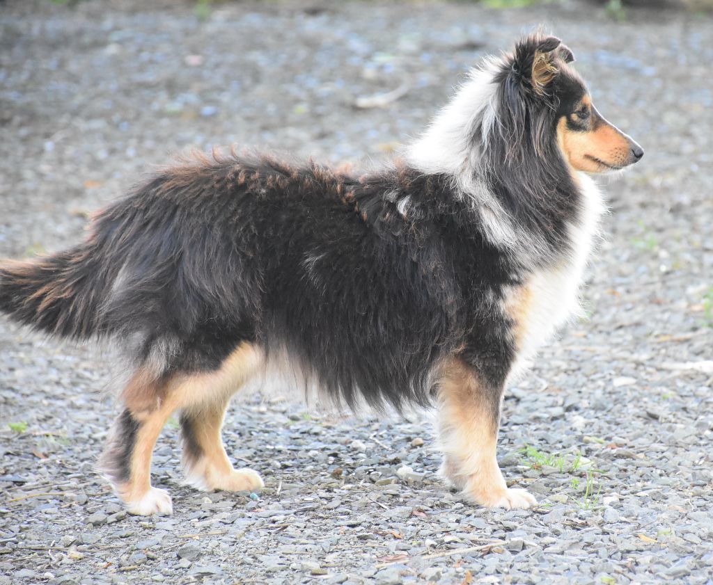 Tzarine bleue De la combe berail