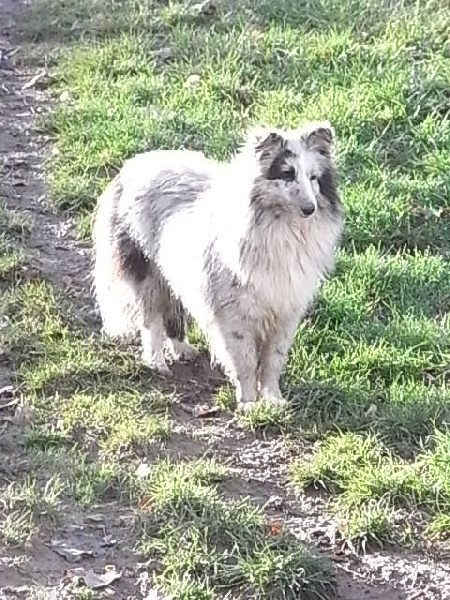 Edith piaf bleue De la combe berail