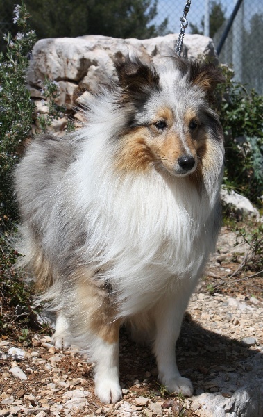 Cheyenne bleue De la combe berail