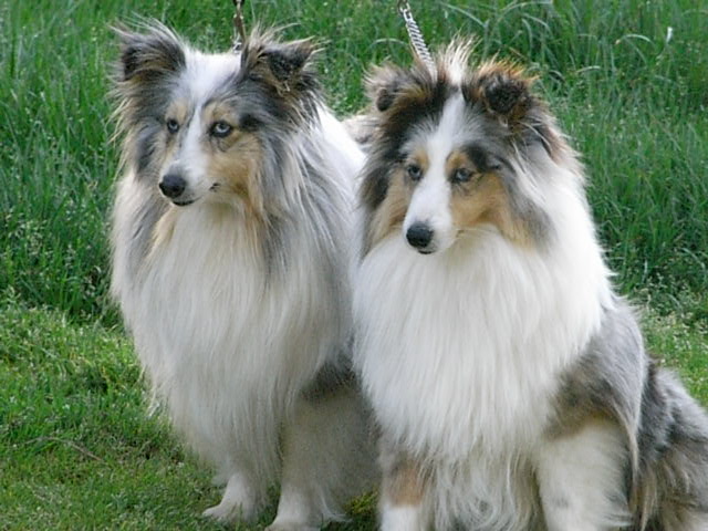 Chimère bleue De la combe berail