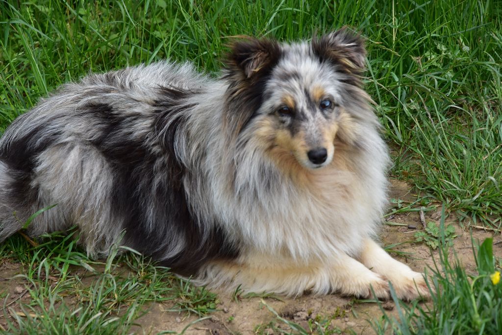 Libertine bleue De la combe berail