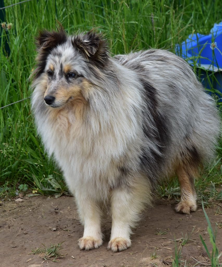 Libertine bleue De la combe berail