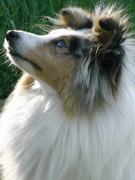 Chimère bleue De la combe berail