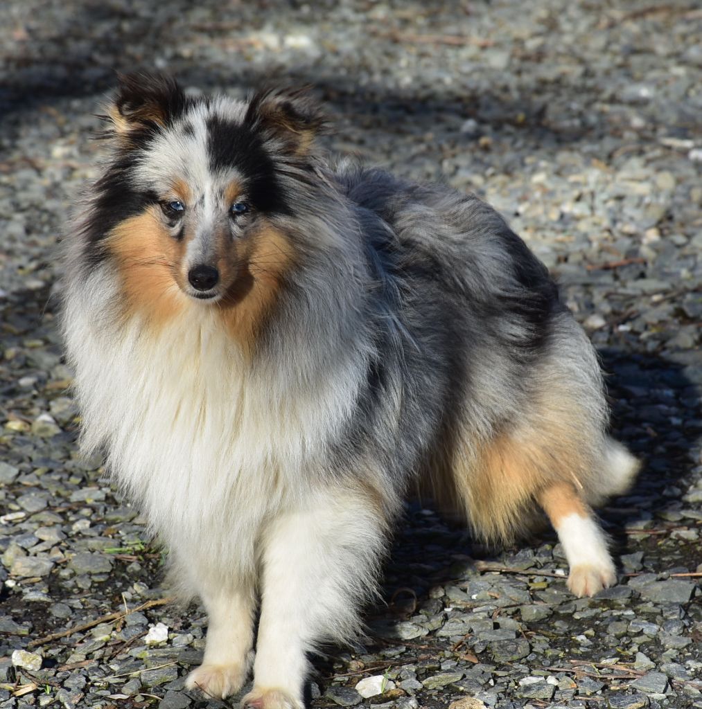 Une chipie bleue De la combe berail