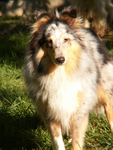 Ulane bleue De la combe berail