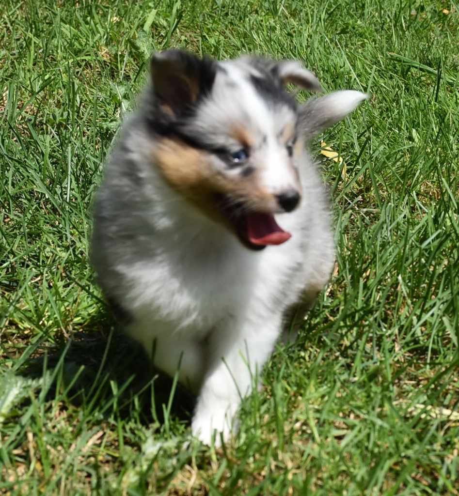 Une chipie bleue De la combe berail