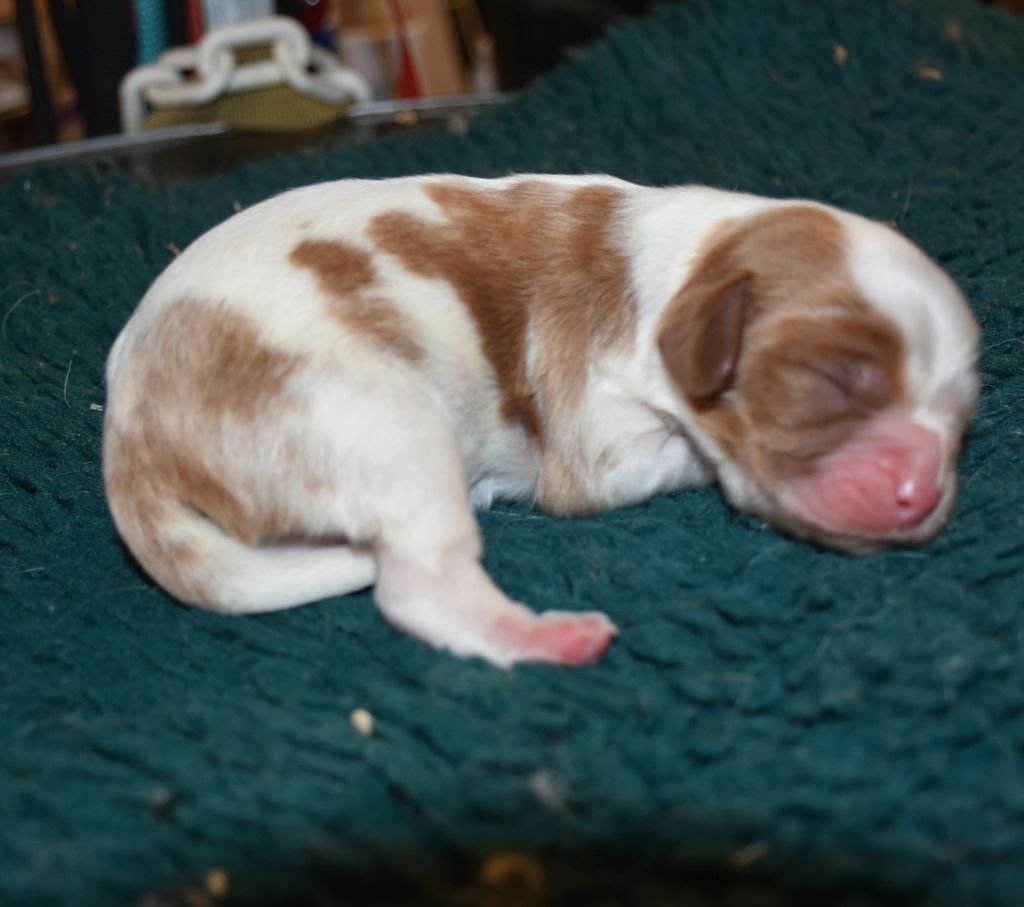 De la combe berail - Chiot disponible  - Cavalier King Charles Spaniel