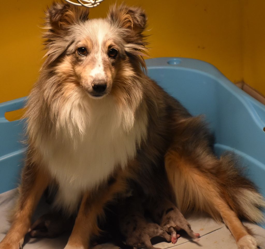 De la combe berail - Shetland Sheepdog - Portée née le 28/08/2020