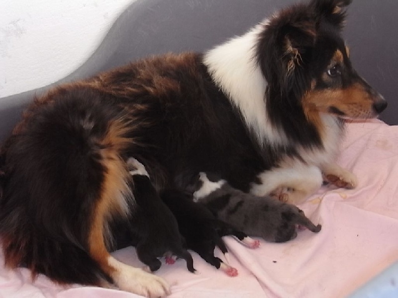 De la combe berail - Shetland Sheepdog - Portée née le 09/07/2015