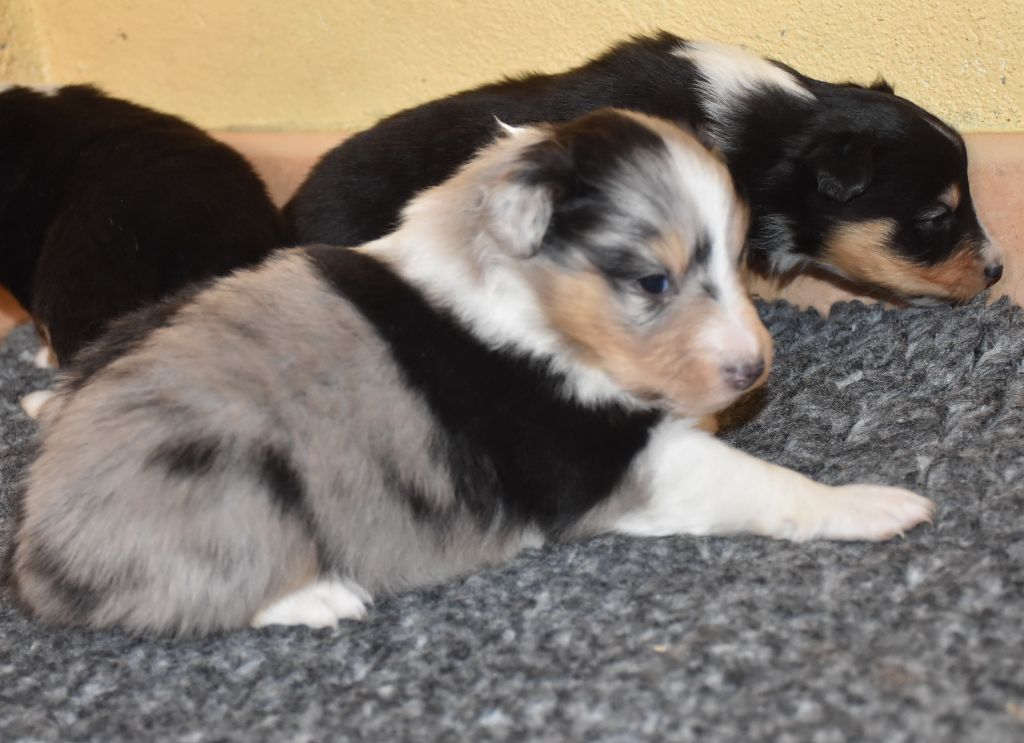 De la combe berail - Chiot disponible  - Shetland Sheepdog