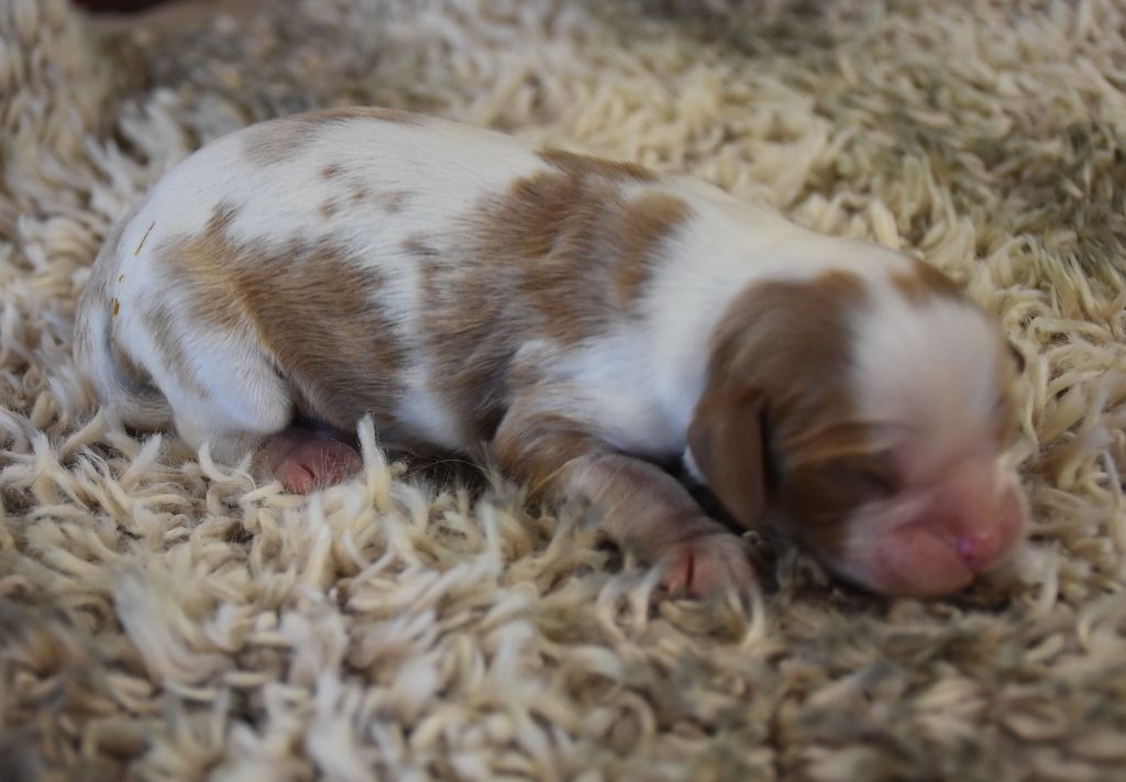 De la combe berail - Chiot disponible  - Cavalier King Charles Spaniel