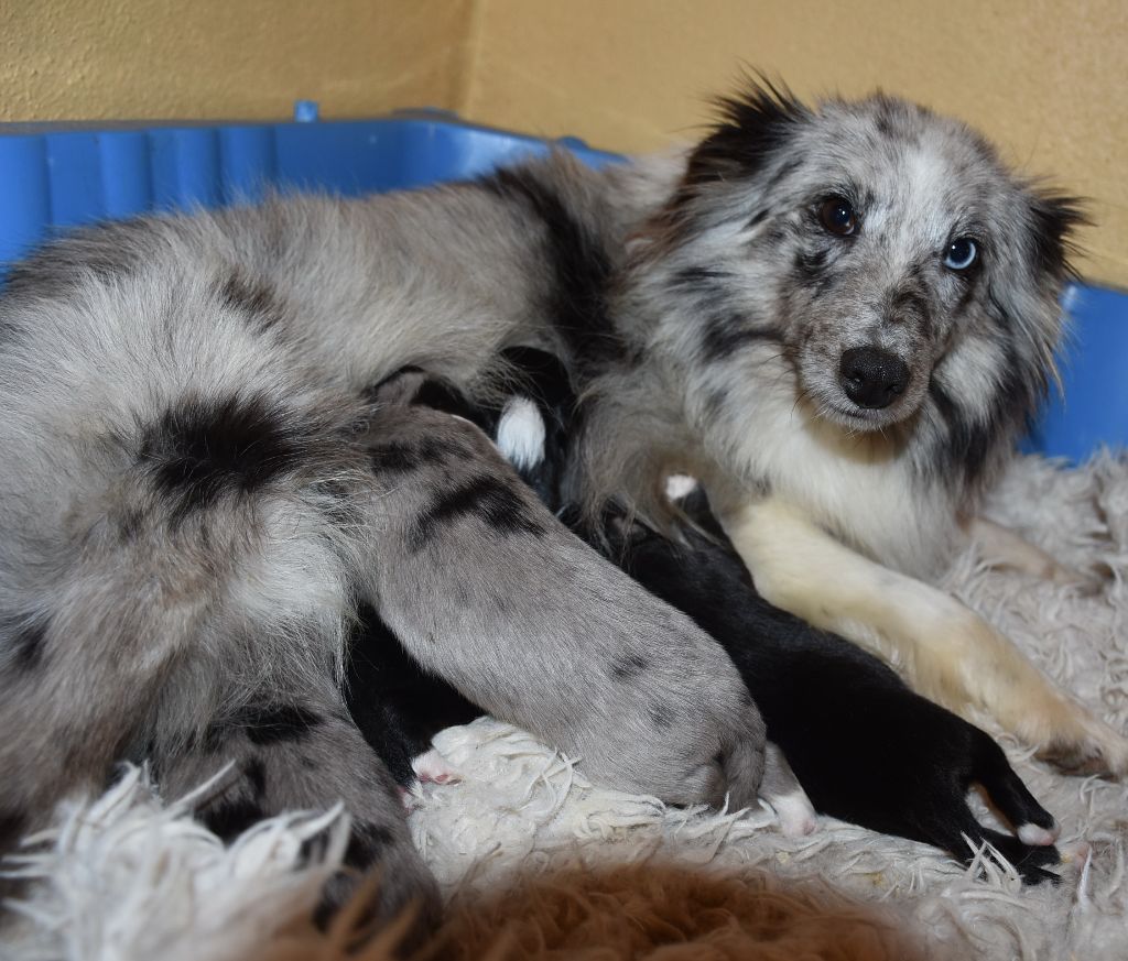 chiot Shetland Sheepdog De la combe berail