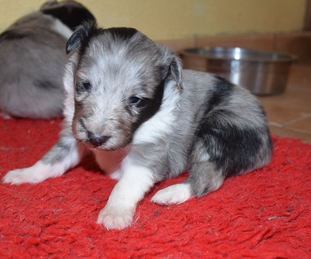 De la combe berail - Chiot disponible  - Shetland Sheepdog