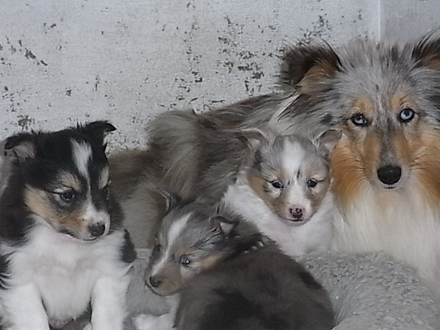 De la combe berail - Shetland Sheepdog - Portée née le 26/03/2011