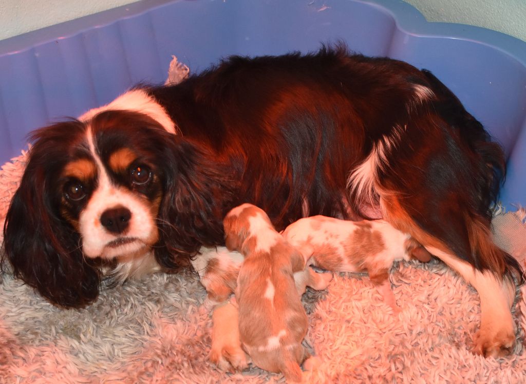 chiot Cavalier King Charles Spaniel De la combe berail