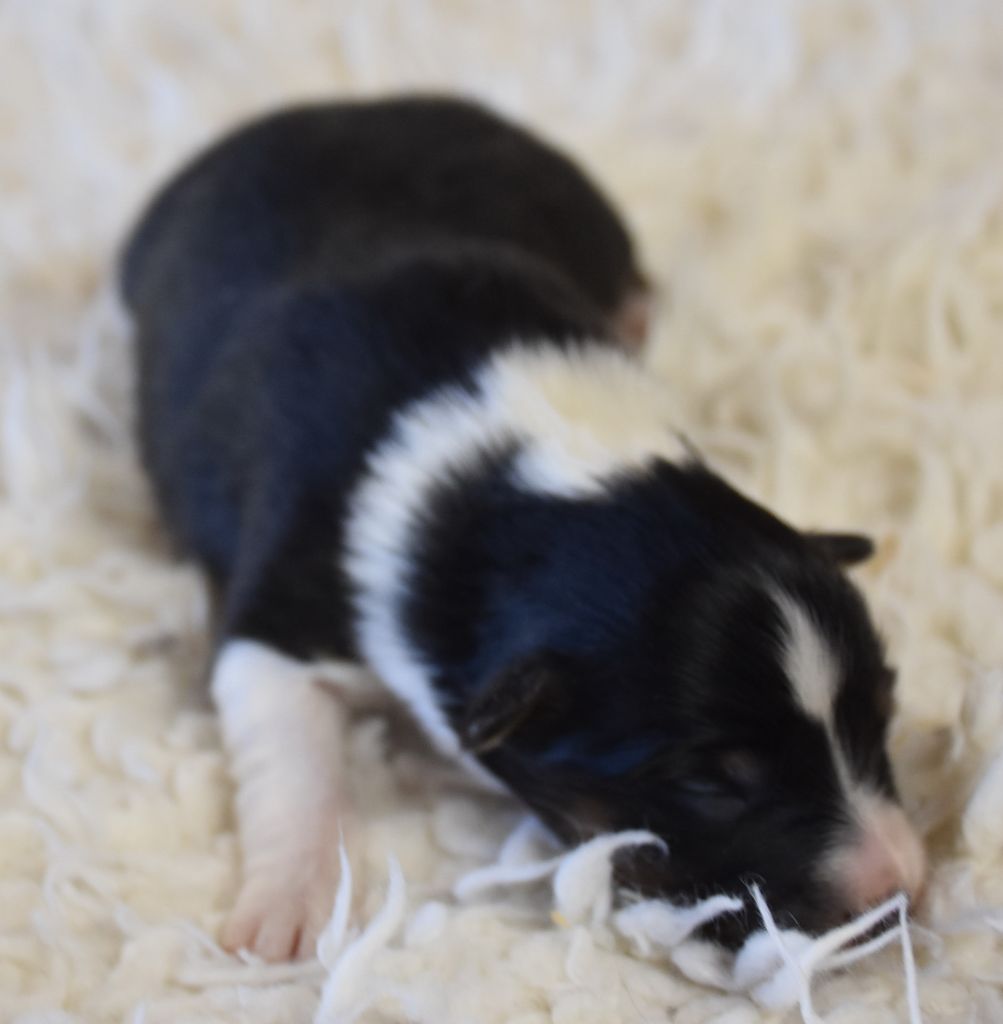 De la combe berail - Chiot disponible  - Shetland Sheepdog