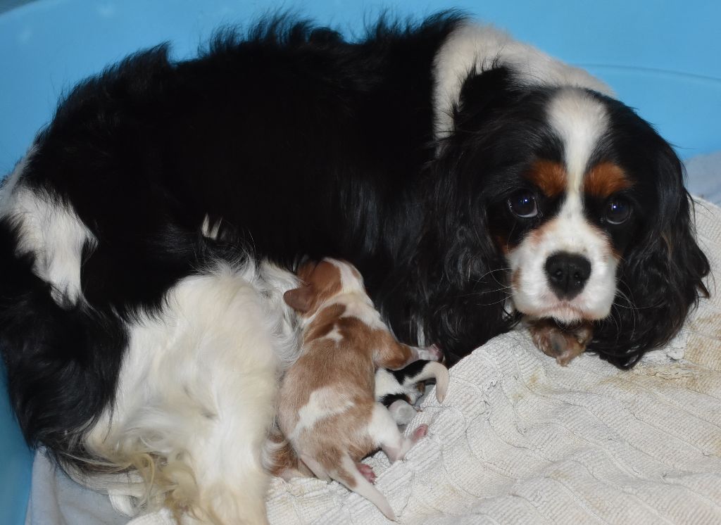 chiot Cavalier King Charles Spaniel De la combe berail