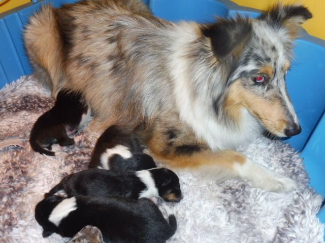 De la combe berail - Shetland Sheepdog - Portée née le 19/04/2017