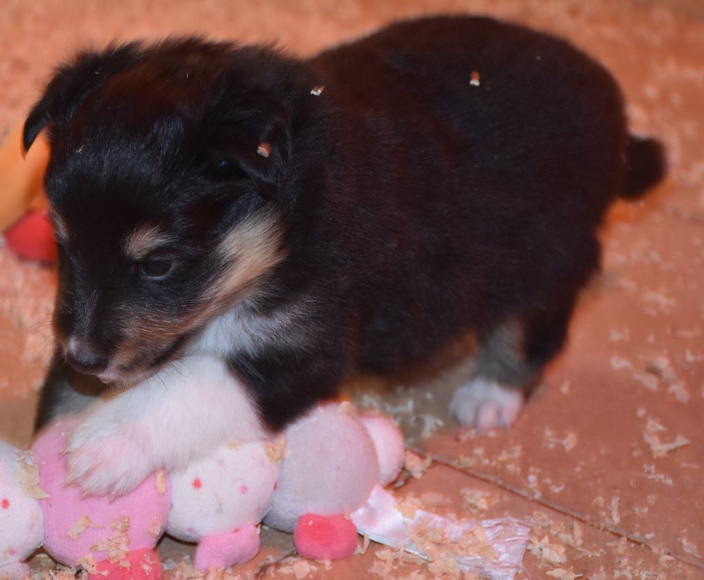 De la combe berail - Chiot disponible  - Shetland Sheepdog