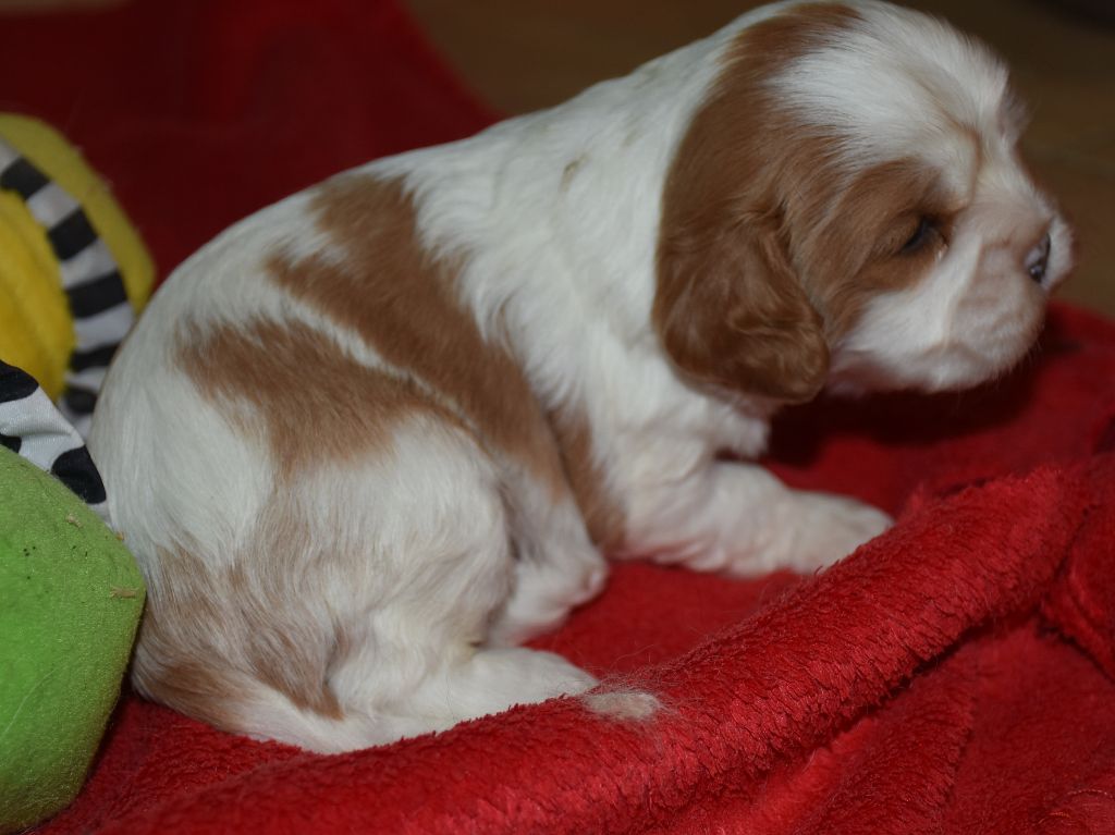 De la combe berail - Chiot disponible  - Cavalier King Charles Spaniel