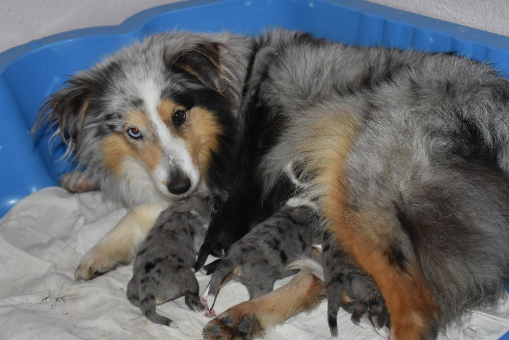 chiot Shetland Sheepdog De la combe berail