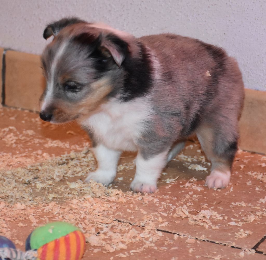 De la combe berail - Chiot disponible  - Shetland Sheepdog