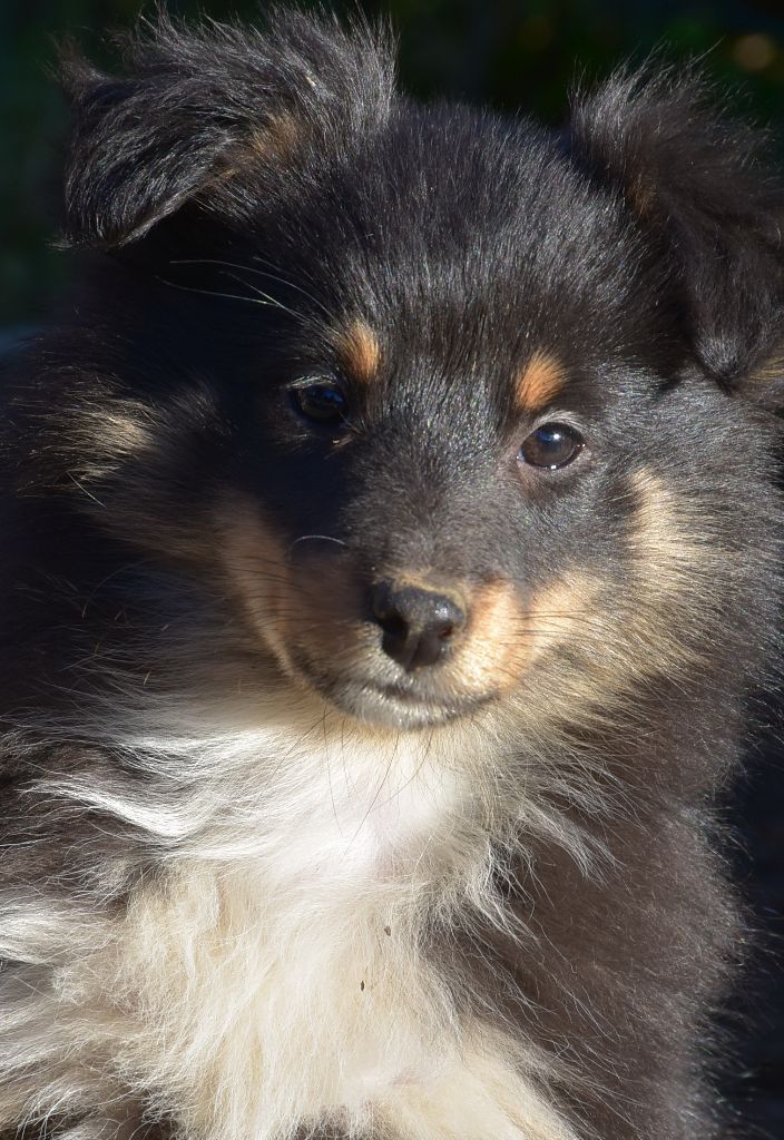 De la combe berail - Chiot disponible  - Shetland Sheepdog