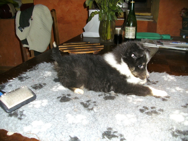 De la combe berail - Shetland Sheepdog - Portée née le 05/12/2010