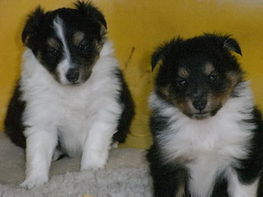 De la combe berail - Shetland Sheepdog - Portée née le 25/11/2008