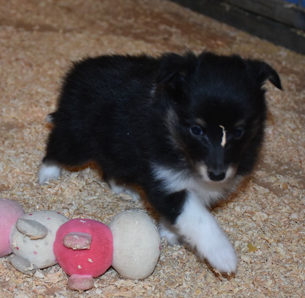 De la combe berail - Chiot disponible  - Shetland Sheepdog