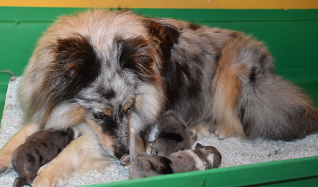 chiot Shetland Sheepdog De la combe berail