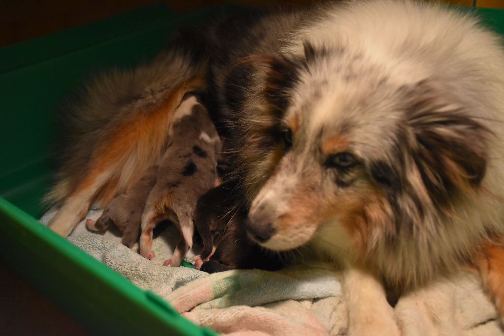 De la combe berail - Shetland Sheepdog - Portée née le 03/10/2019