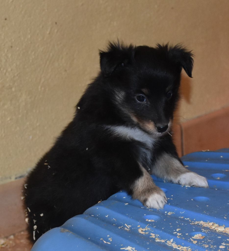 De la combe berail - Chiot disponible  - Shetland Sheepdog