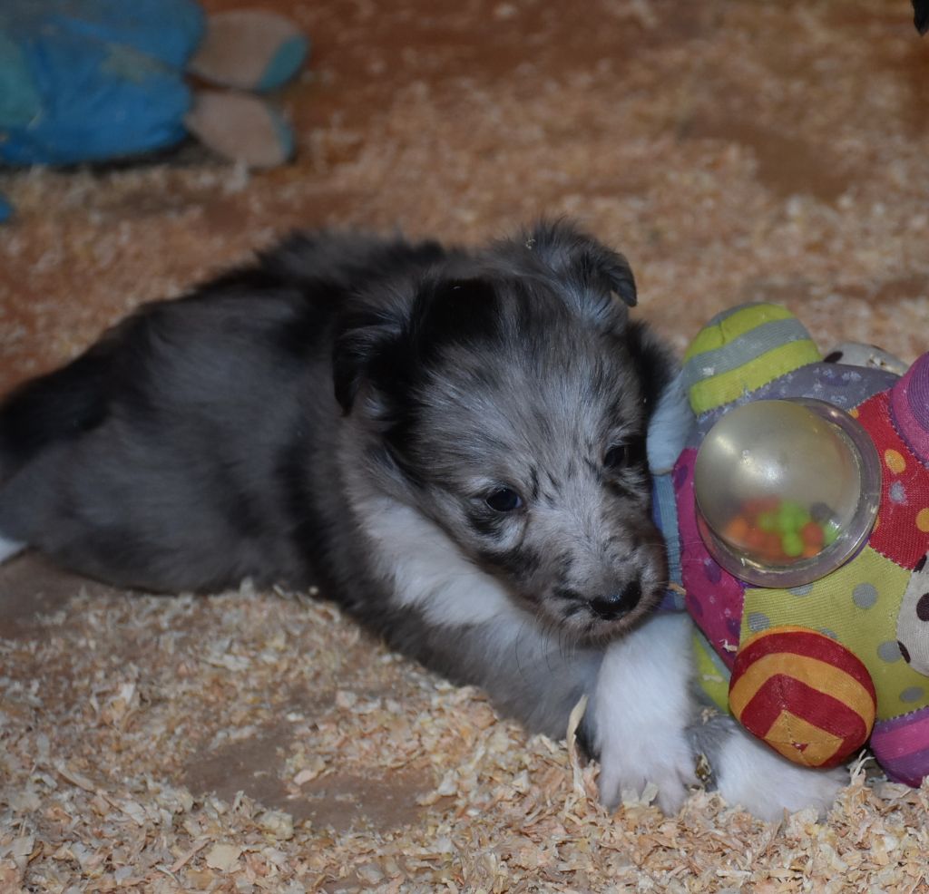 De la combe berail - Chiot disponible  - Shetland Sheepdog