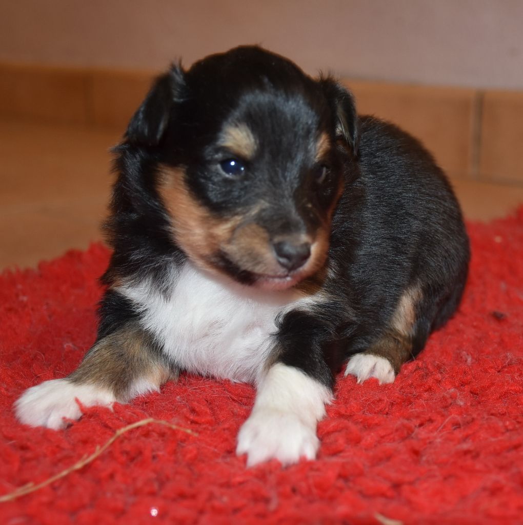 De la combe berail - Chiot disponible  - Shetland Sheepdog