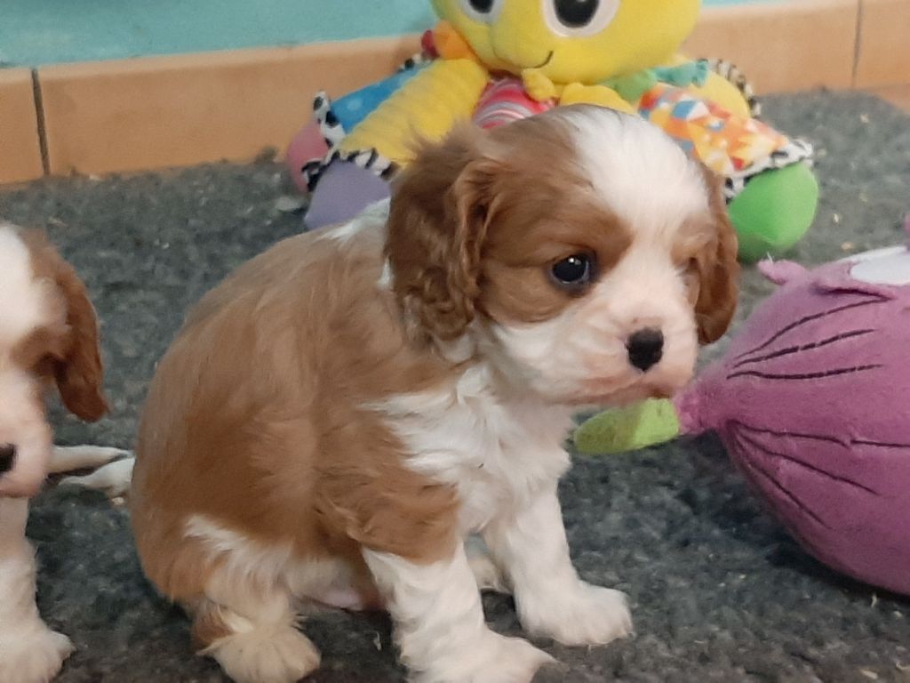 De la combe berail - Chiot disponible  - Cavalier King Charles Spaniel