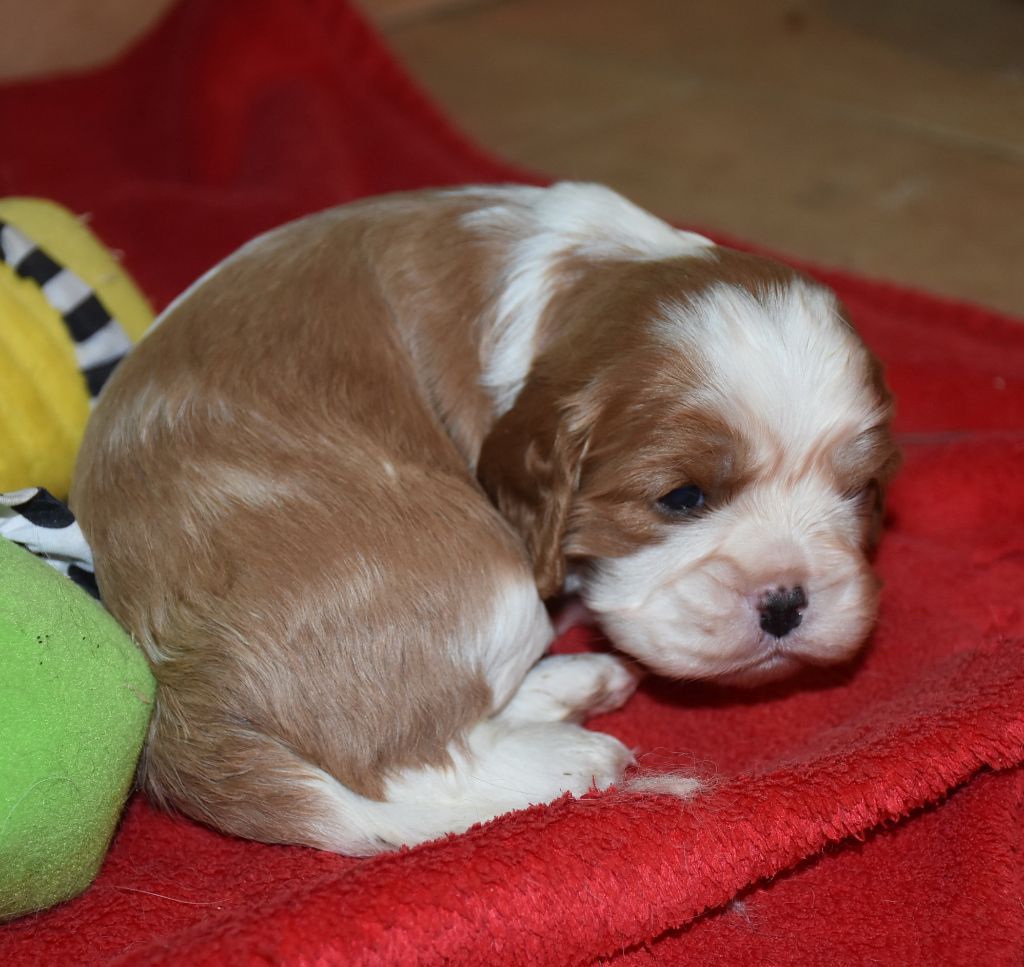 De la combe berail - Chiot disponible  - Cavalier King Charles Spaniel