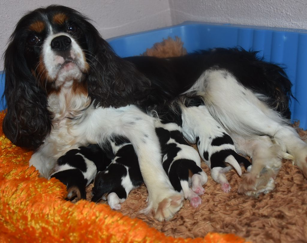 chiot Cavalier King Charles Spaniel De la combe berail