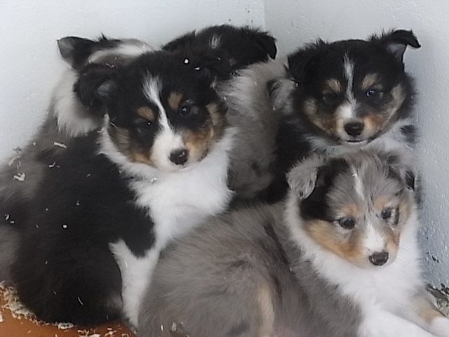 De la combe berail - Shetland Sheepdog - Portée née le 25/05/2012